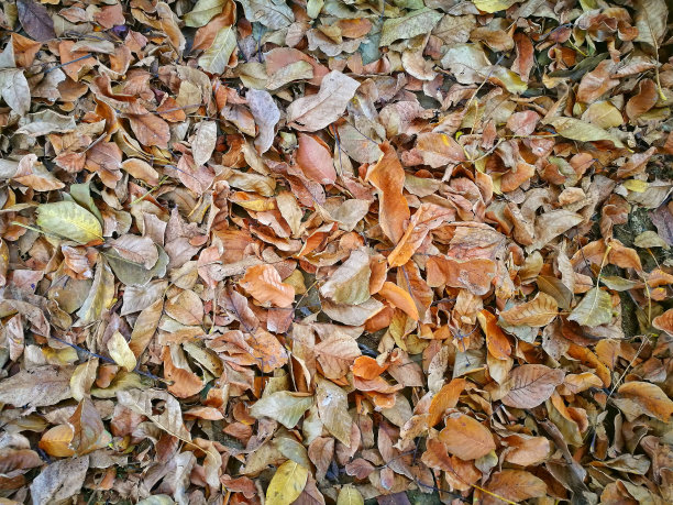 黄金质感树叶叶子纹理