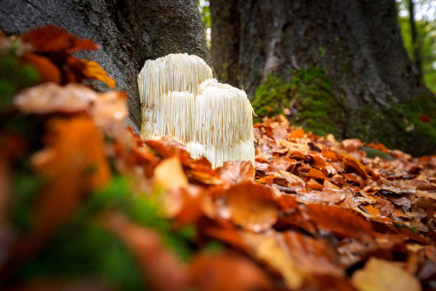 刺猬 蘑菇