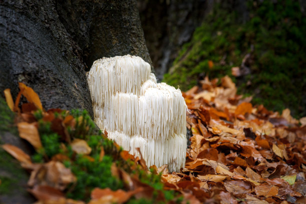 刺猬 蘑菇