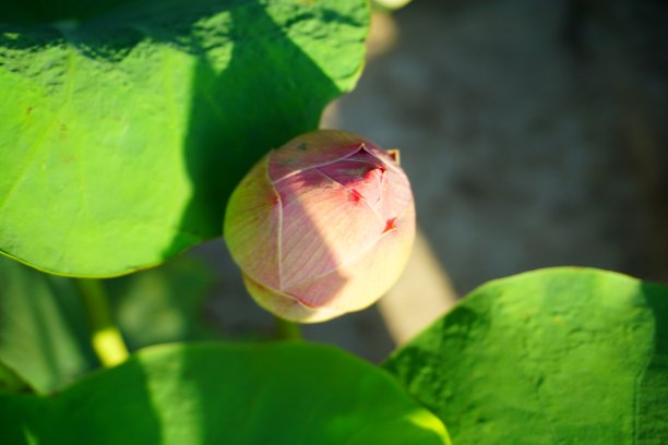 荷花蕊