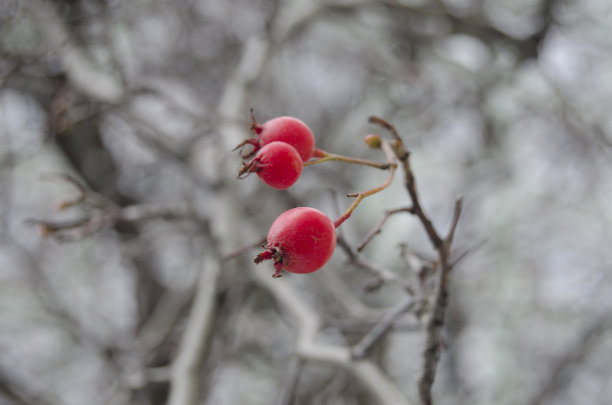 红果和白雪