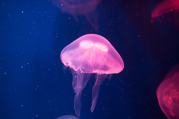 海底世界水母