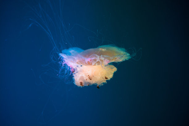 海底世界水族馆水母摄影