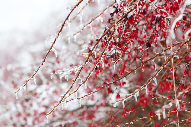 红果和白雪