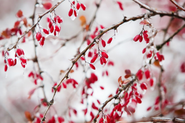 红果和白雪