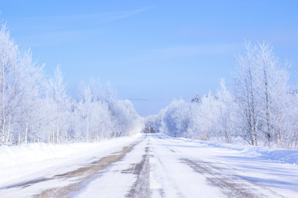 雪地里的树