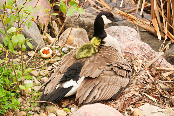 小鸭子,水平画幅,阿尔伯塔省