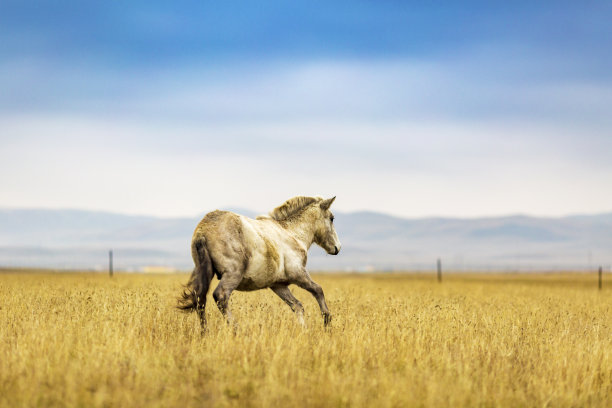 草原草地上奔跑的骏马
