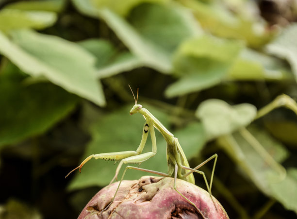 昆虫微距