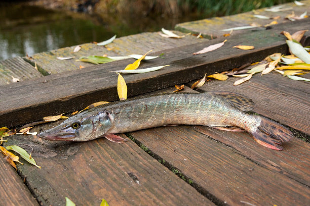 鱼鳞板