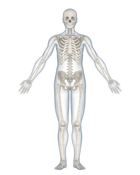 脊柱解剖图