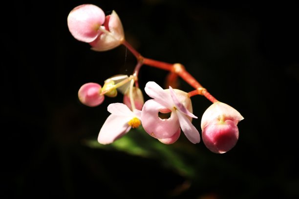 海棠苞