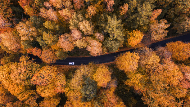 秋季松林风景