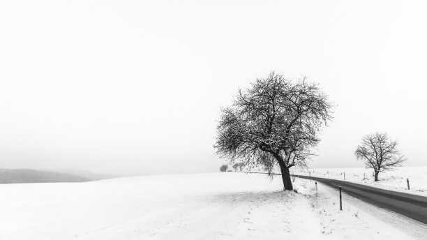 雪地里的一棵树