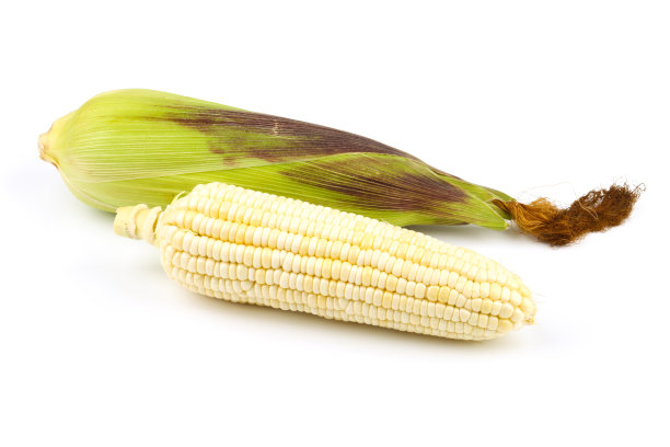 成长中的玉米