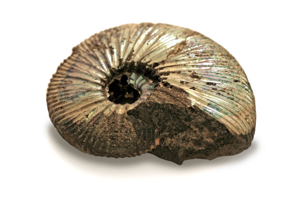 古代蜗牛化石