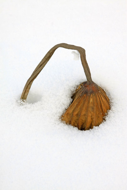 冰雪荷花池