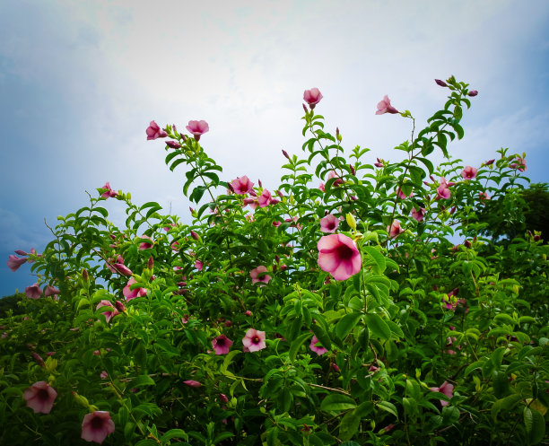 山茶果山茶树