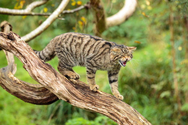 野猫