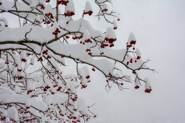 红果和白雪