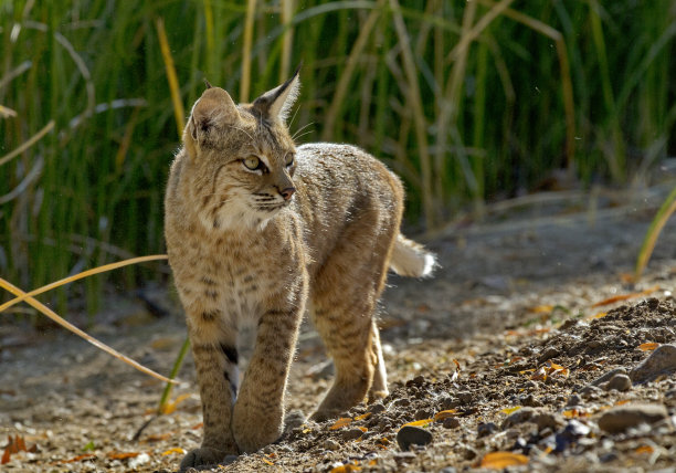 小野猫