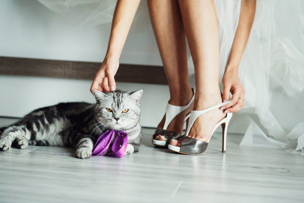婚礼小猫