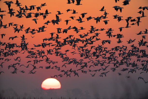 鸟群飞鸟朝阳夕阳