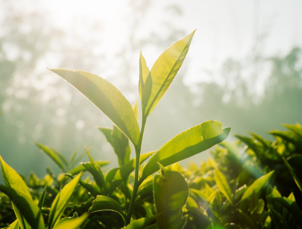 茶园晨曦