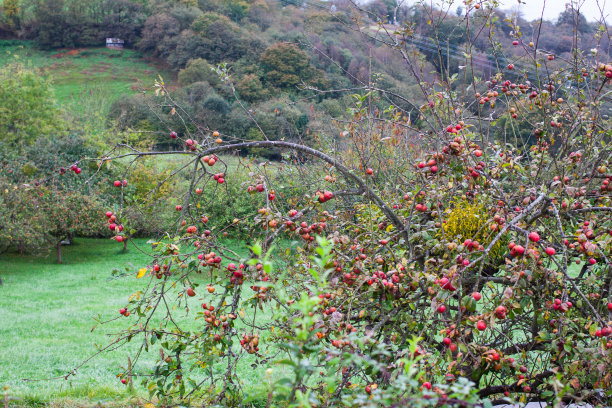 雨天的苹果树