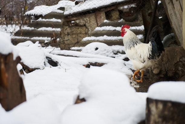 雪地上的公鸡
