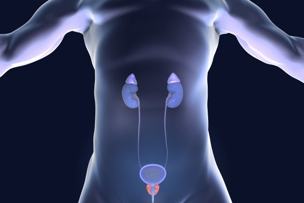 前列腺解剖图