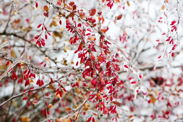 红果和白雪