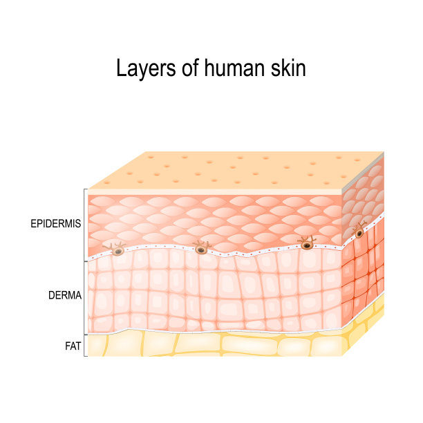 皮肤结构