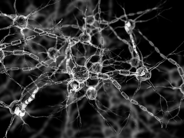 神经系统,突触,第三节神经递质