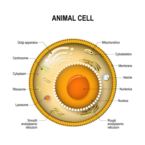 细胞核