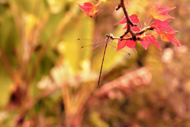 落在植物上的蜻蜓