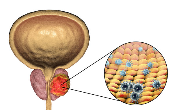 前列腺解剖图