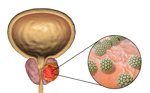 前列腺解剖图
