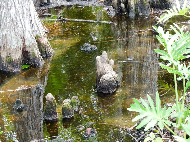 被水淹没的树