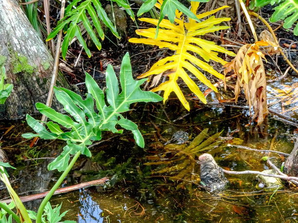 被水淹没的树