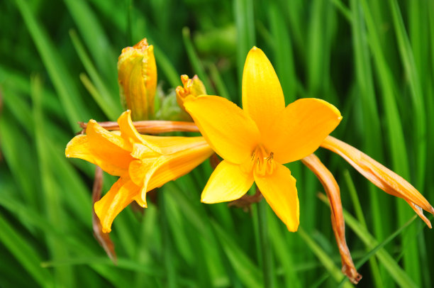 萱草,黄花菜