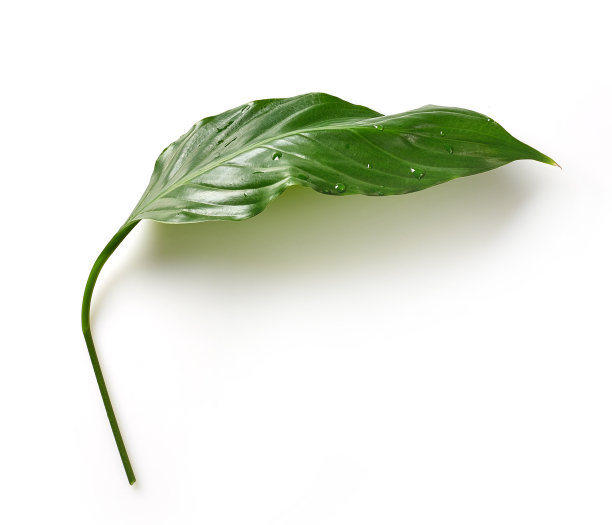 清新,叶子,绿色,鸡尾酒,美,水平画幅,枝繁叶茂,无人,夏天,特写