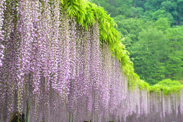 紫藤花