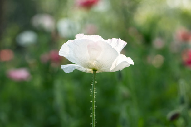 山花子