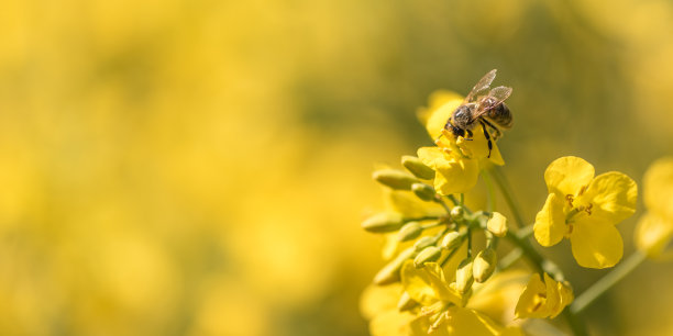 蜜蜂花粉