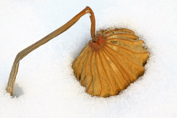 冰雪荷花池