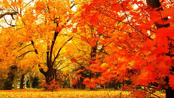 银杏树,银杏树林,秋景,树木