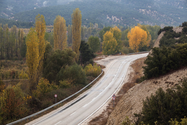 法桐道路