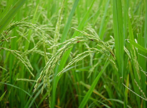 一片稻田