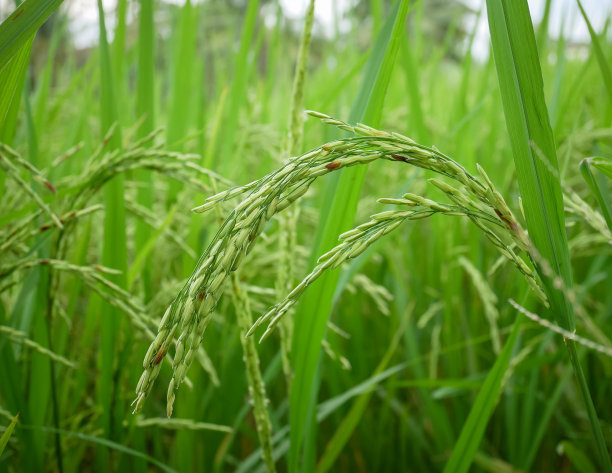 一片稻田